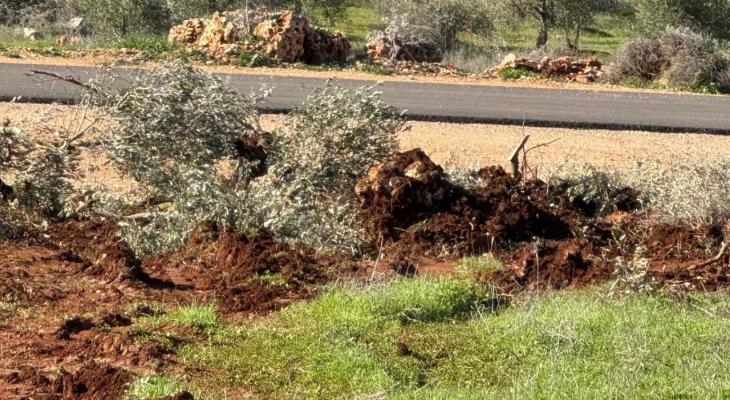 مستوطنون يجرفون أراض ويقتلعون أشجارًا جنوب نابلس