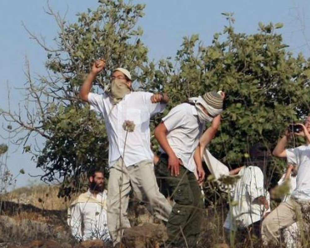 مستوطنون يرعون أغنامهم في يبرود شرق رام الله وآخرون يمزقون أكياس أعلاف للمواشي في الأغوار الشمالية