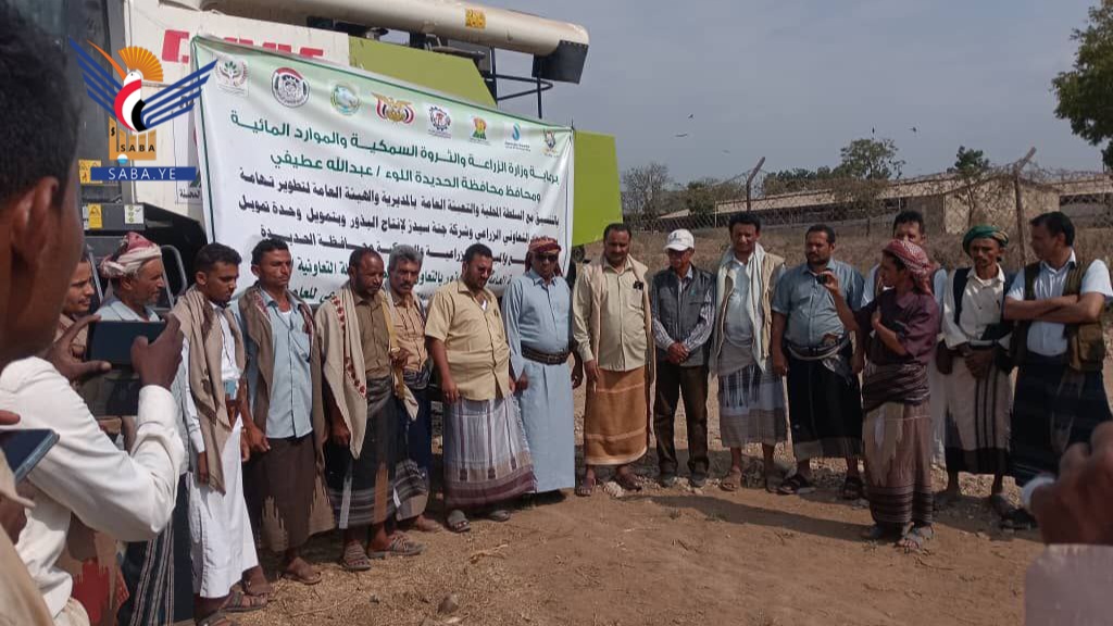 بدء حصاد محصول الذرة الشامية بمديرية الحجيلة في الحديدة