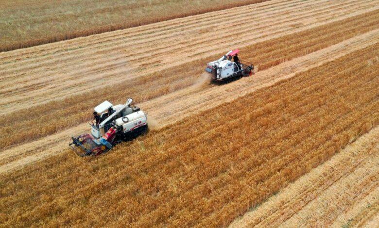 الصين تسجل رقماً قياسياً في إنتاج الحبوب تجاوز 714 مليون طن في 2025