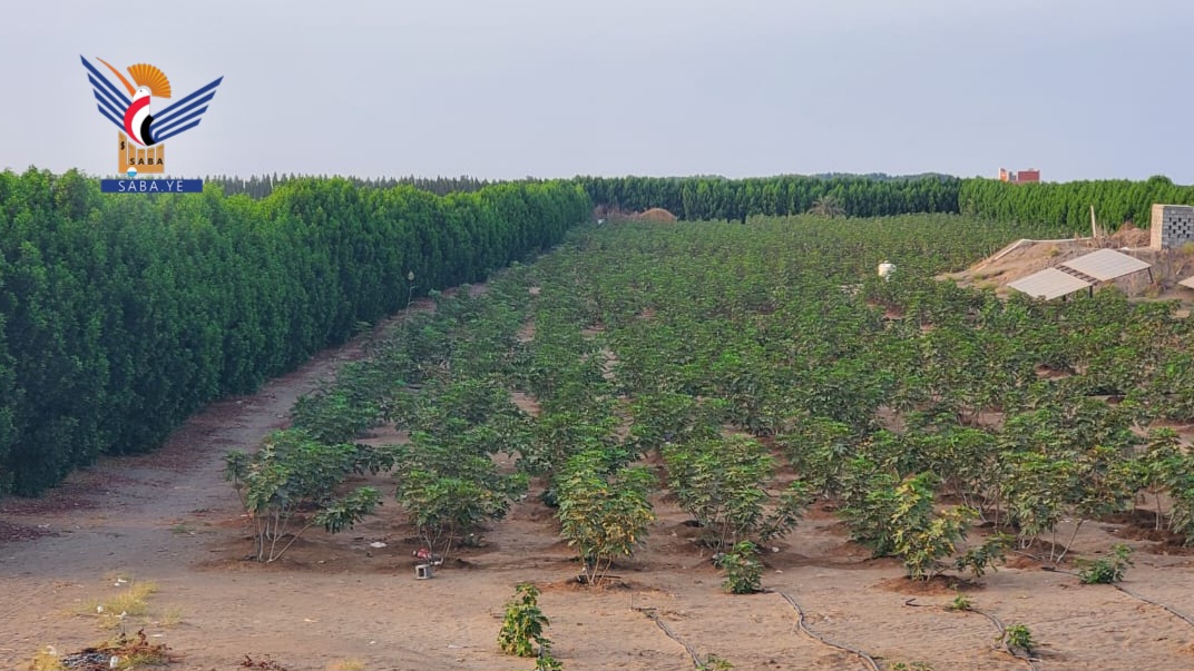 مشروع الحزام الأخضر بالحديدة.. أرقام وإنجازات تؤسس لمرحلة بيئية جديدة