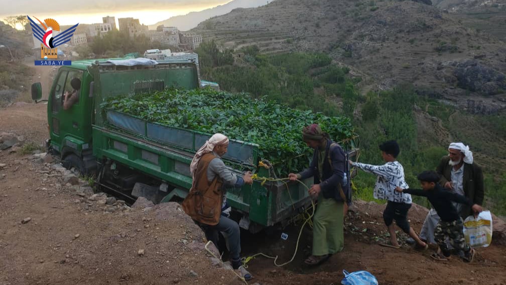 تنفيذ مبادرة ذاتية لزراعة ثلاثة آلاف شتلة بن في مديرية الحيمة الداخلية