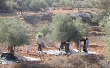 مستوطنون صهاينة يقطعون ٢٤٠ شجرة زيتون ولوز شرق الخليل