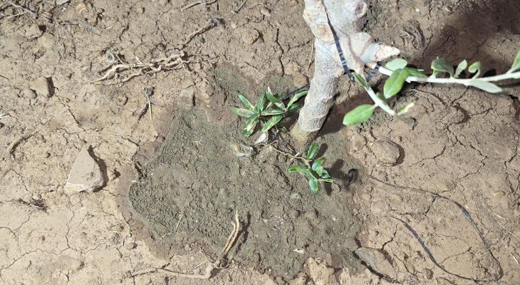 مستوطنون يرشون مواد سامة على اشتال زيتون جنوب الخليل