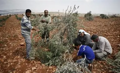 العدو الصهيوني يقتلع أشجار الزيتون في كفر مالك و الجانية برام الله 
