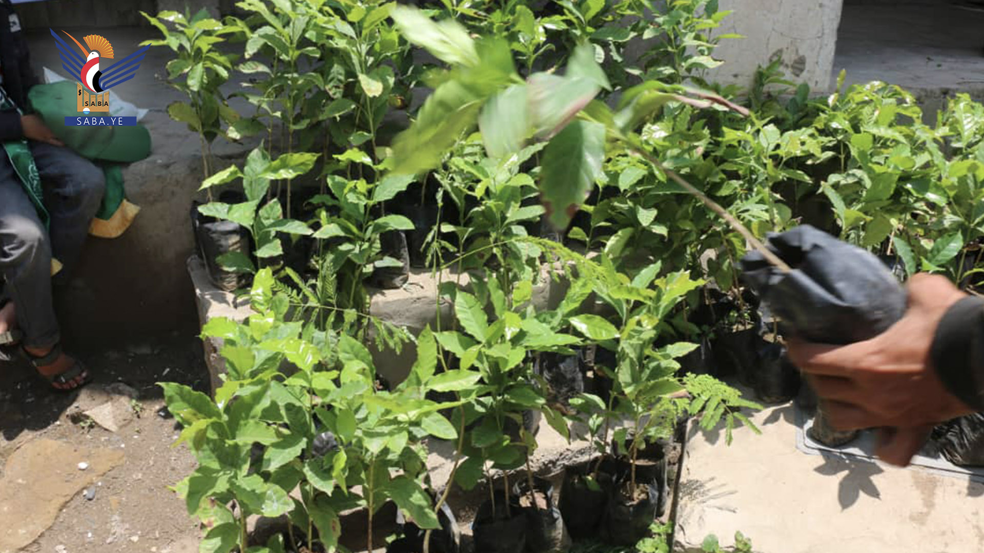 تعز.. تدشين موسم التشجير لـ 130 ألف شتلة بن وأشجار مثمرة