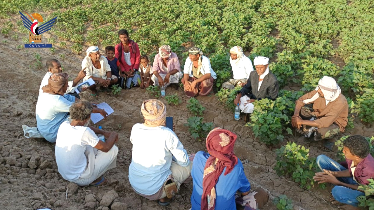 يوم حقلي لمزارعي القطن بمديرية الدريهمي بالحديدة