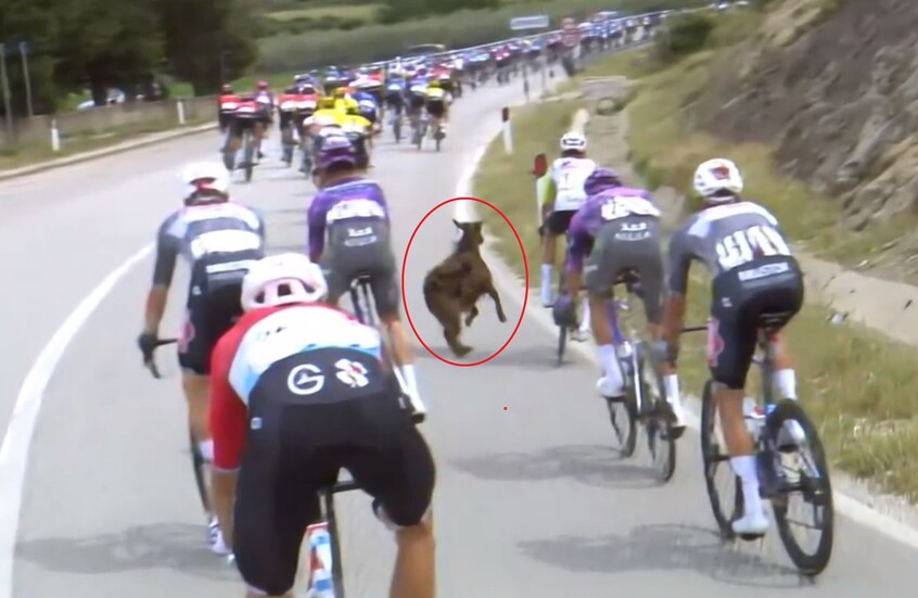 ماعز جبلي يهاجم دراجا خلال سباق شهير