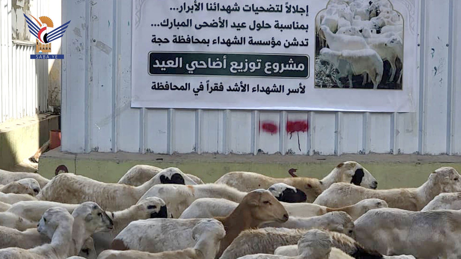 تدشين مشروع توزيع أضاحي العيد لأسر الشهداء بحجة
