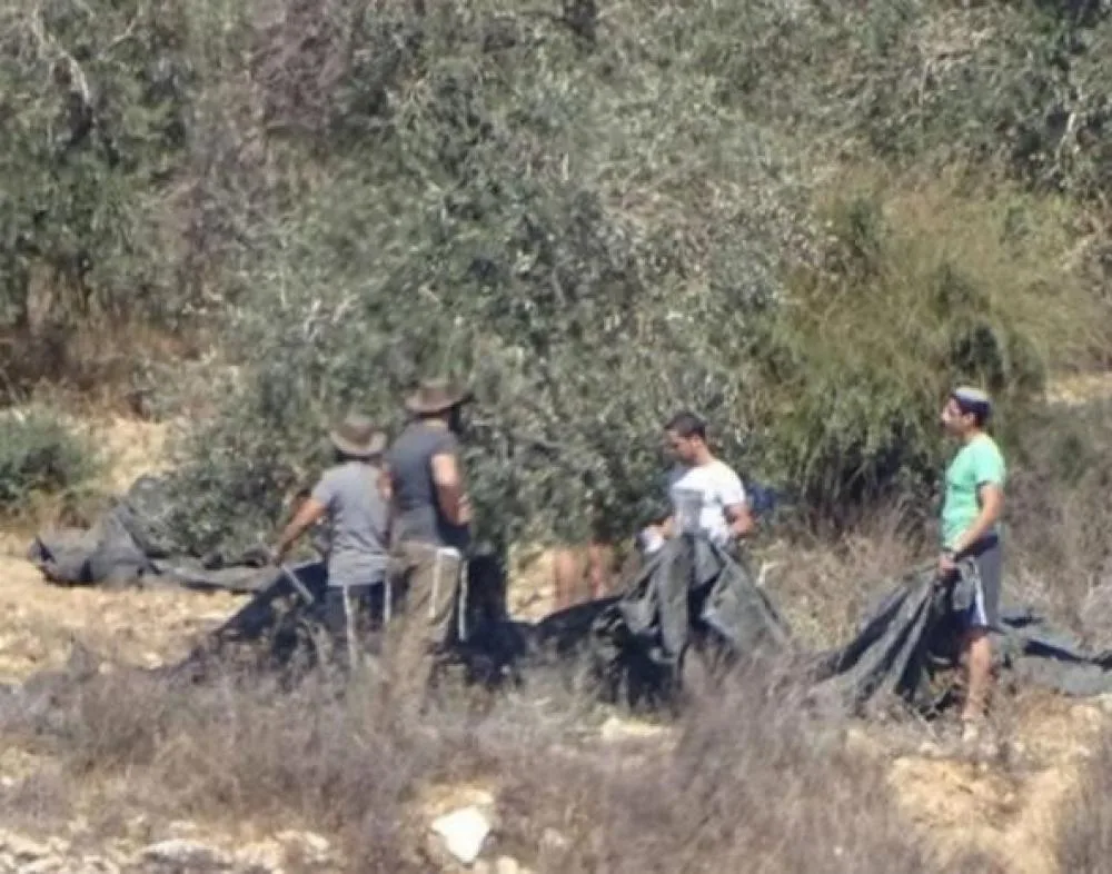 إصابة ثلاثة فلسطينيين بهجمات للمستوطنين في الضفة