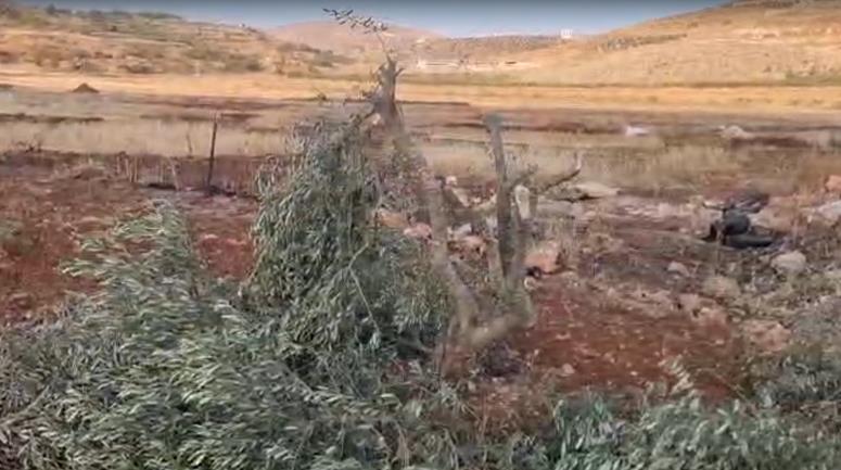مستوطنون يطاردون رعاة الماشية في "تل ماعين" جنوب الخليل.. ويقطعون نحو 100 شتلة زيتون شمال شرق رام الله