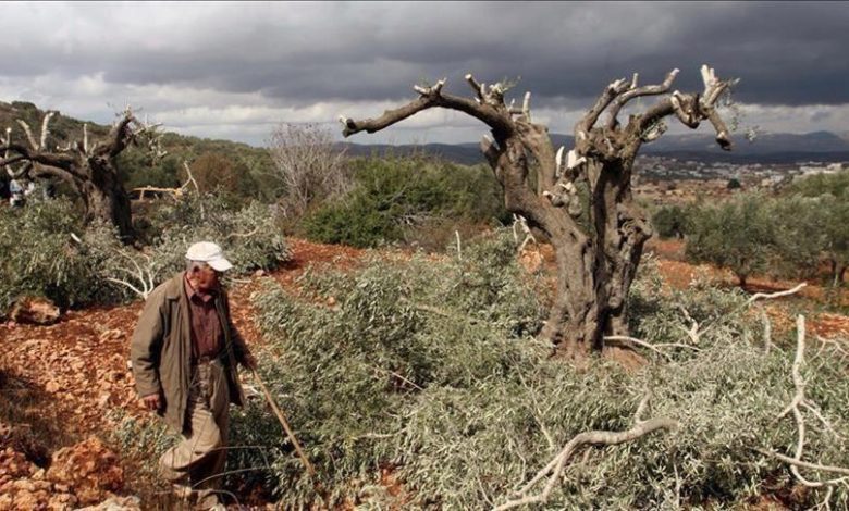 مستوطنون يقطعون أشجار زيتون في اللبن الشرقية وآخرون يقتحمون تجمعا غرب العوجا