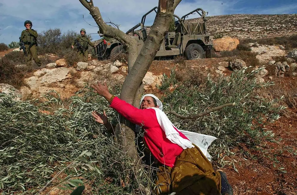 فلسطين: موسم الدم والزيتون .. حرب المستوطنين المفتوحة على الشجرة المباركة في الضفة 