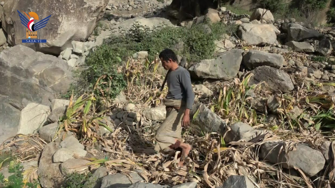 توسع زراعة الكركم في ملحان بالمحويت خطوة واعدة لتحقيق تنمية زراعية بالمديرية