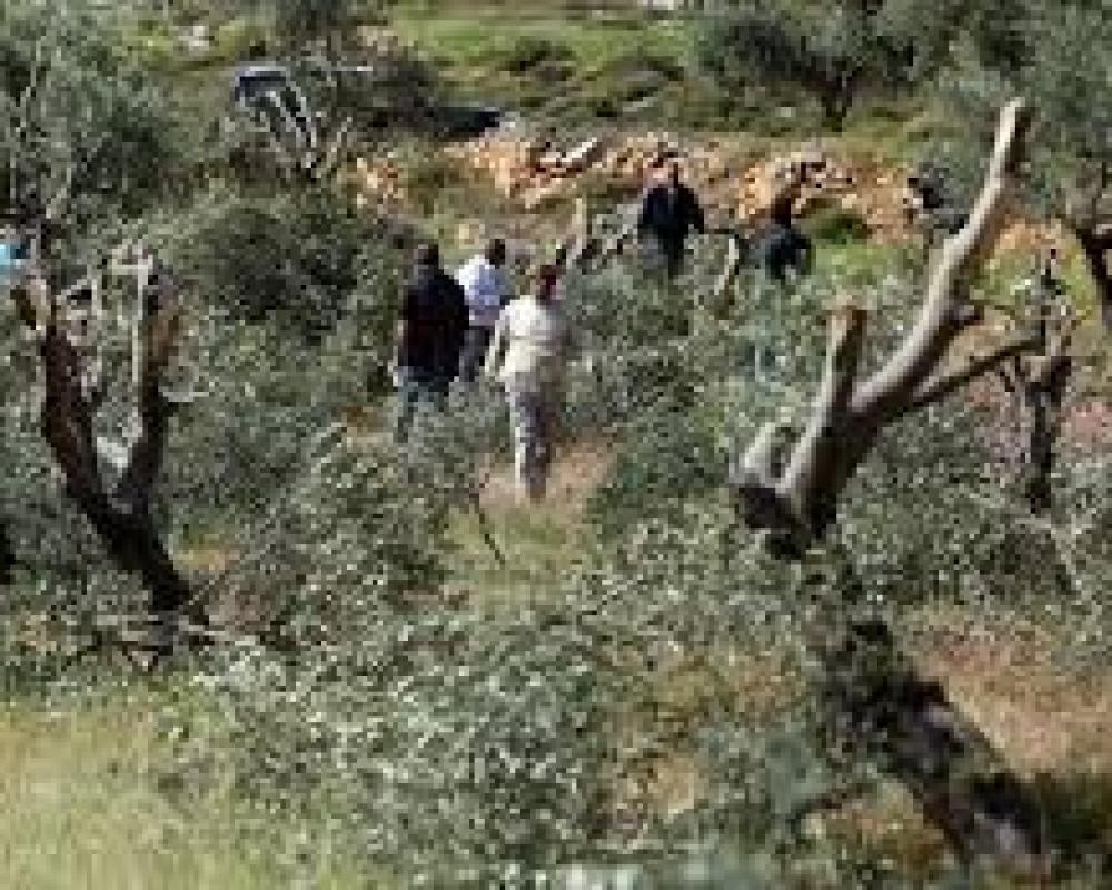 مستوطنون صهاينة يقطعون أشجار زيتون غرب بردلة