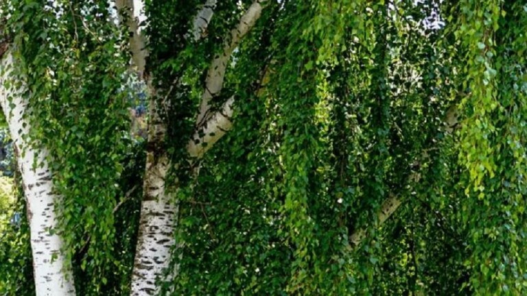 علماء روس يطورون أنواعا جديدة من نبات "البتولا" بخصائص فريدة