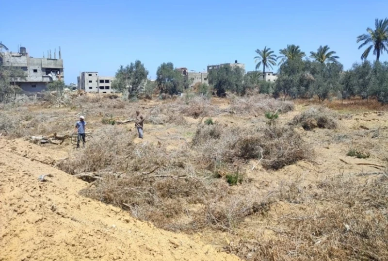 "أونروا" تحذر من ارتفاع أسعار المواد الغذائية بغزة نتيجة تدمير "إسرائيل" الأراضي الزراعية