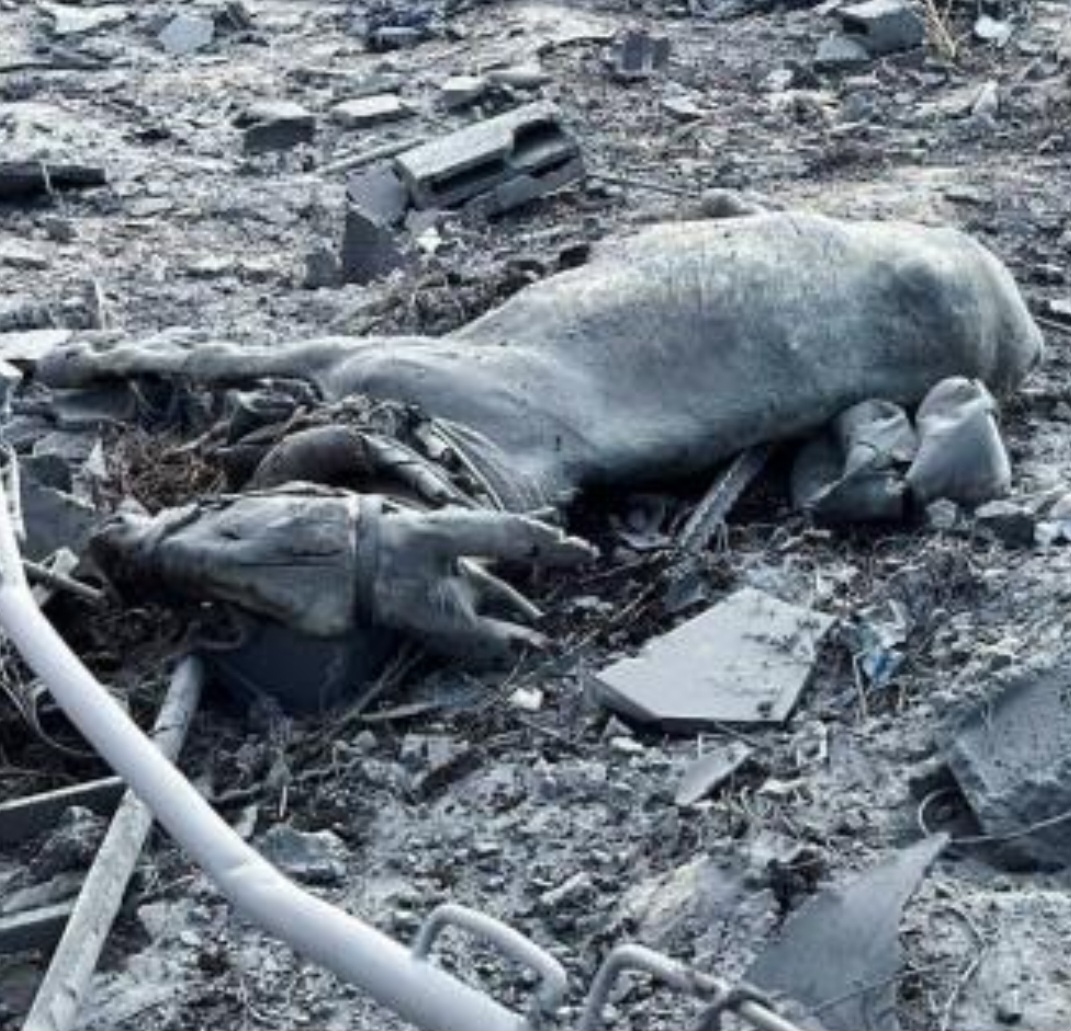 بخسائر تتجاوز 95% .. انهيار شبه كامل للإنتاج الحيواني في غزة 