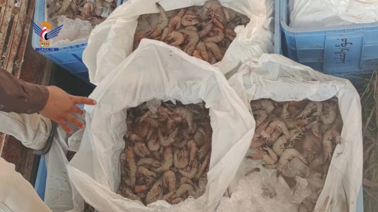  صنعاء.. مصادرة 361 كجم من الجمبري المخالف خلال فترة الإغلاق الموسمي