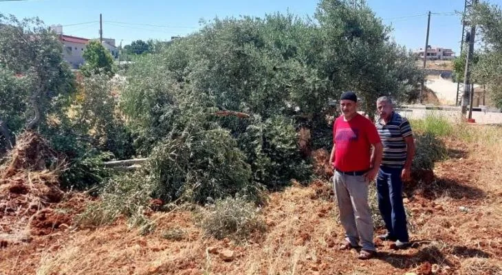 اعتداءات واسعة للمستوطنين الصهاينة على قاطفي الزيتون في الضفة الغربية