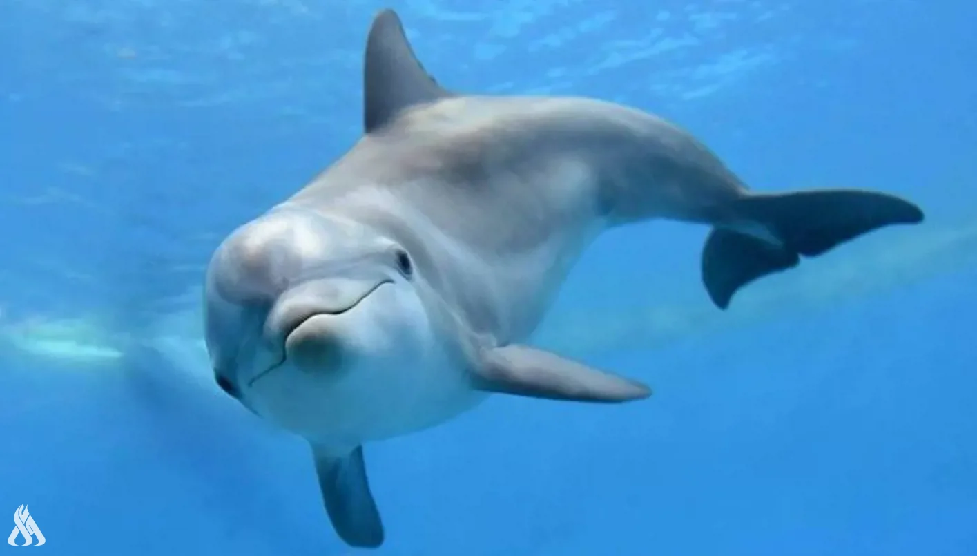 "غوغل" تطور نموذج ذكاء اصطناعي لفك شفرة "لغة" الدلافين "غوغل" تطور نموذج ذكاء اصطناعي لفك شفرة "لغة" الدلافين