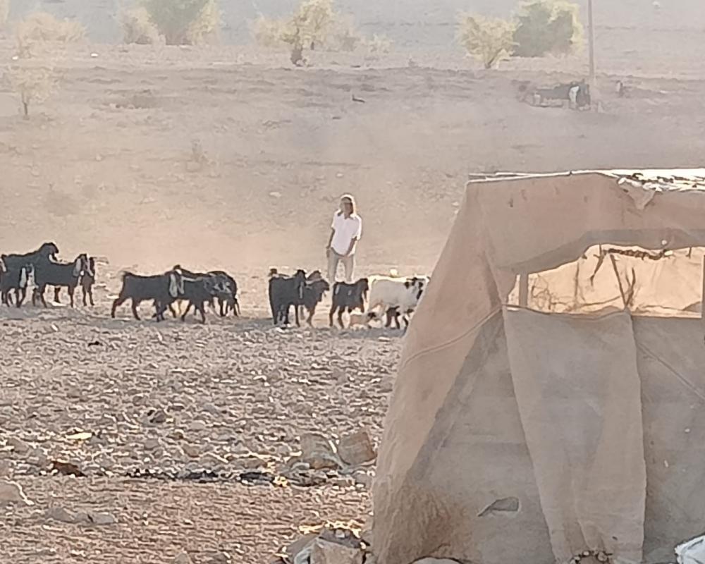 مستوطنون يقتحمون شلال العوجا شمال أريحا