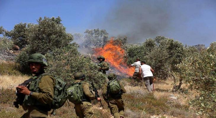 مستوطنون صهاينة يحرقون مئات الأشجار جنوب نابلس