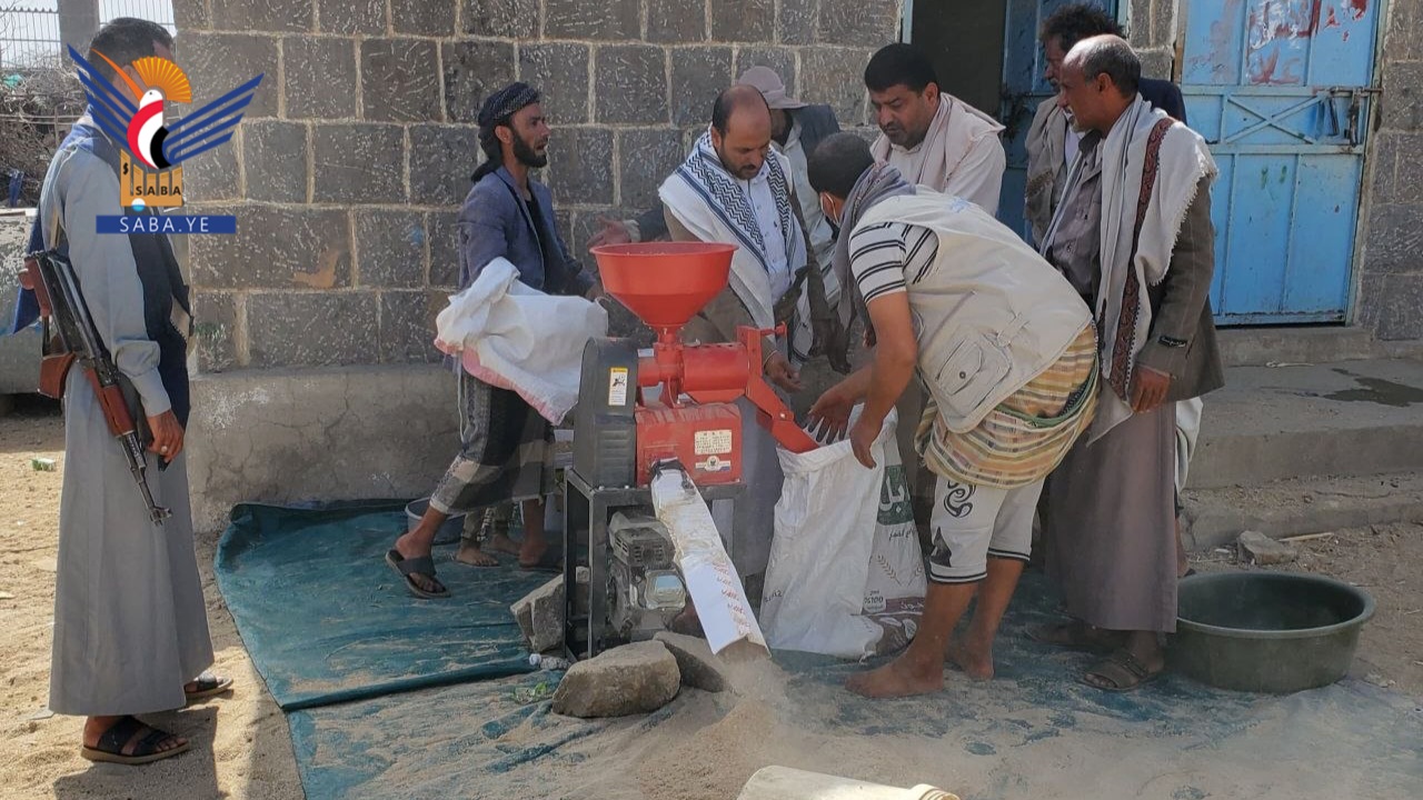 تدشين حصاد محصول الأرز في مديرية المغربة بحجة
