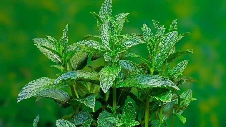 فوائد وأضرار النعناع فوائد وأضرار النعناع