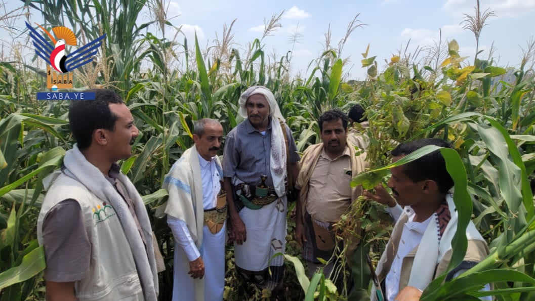 محافظ الحديدة يطلع على نموذج ناجح للزراعة البينية في باجل