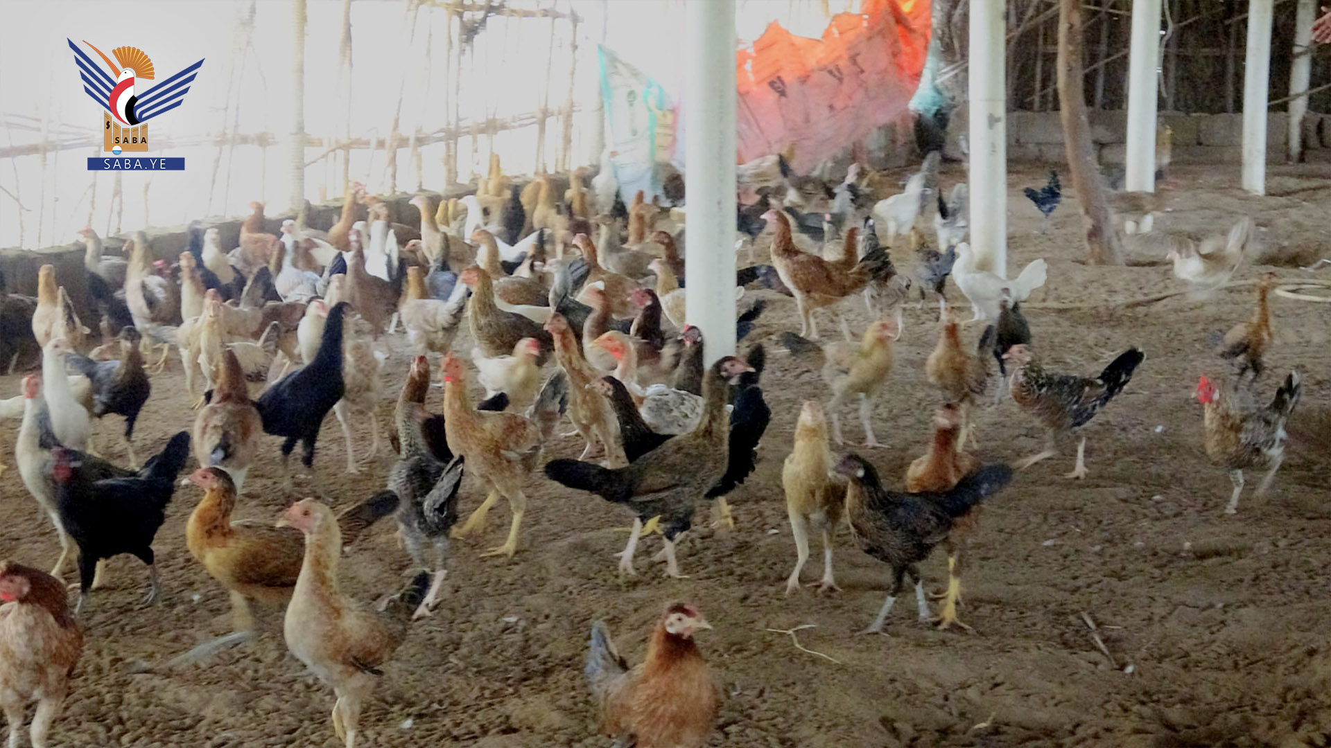 تدشين مشروع توزيع دواجن بياضة للأسرة الفقيرة بمديرية الزيدية