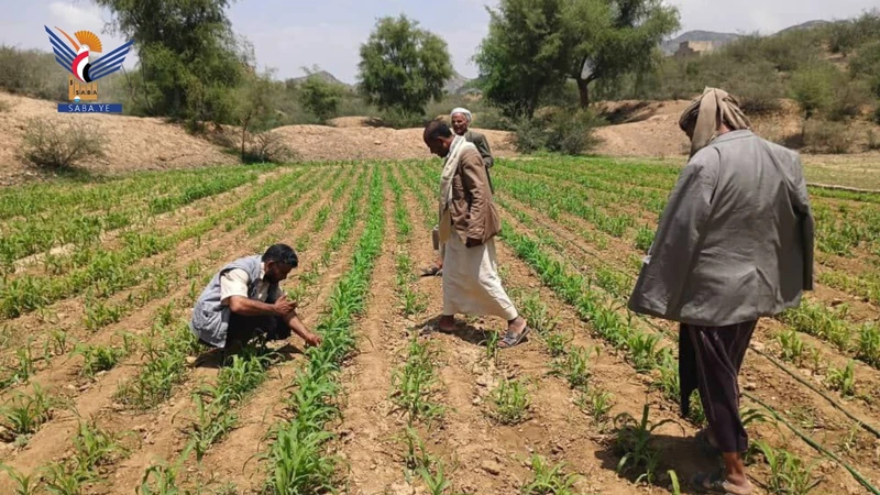 تدشين مكافحة دودة الحشد بمديرية العشة بعمران