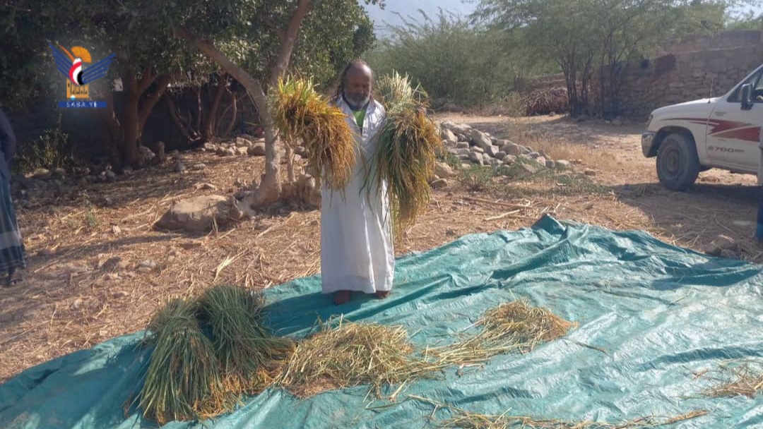 حجة .. حصاد محصول الأرز في مديرية بني قيس بعد نجاح تجربة زراعته