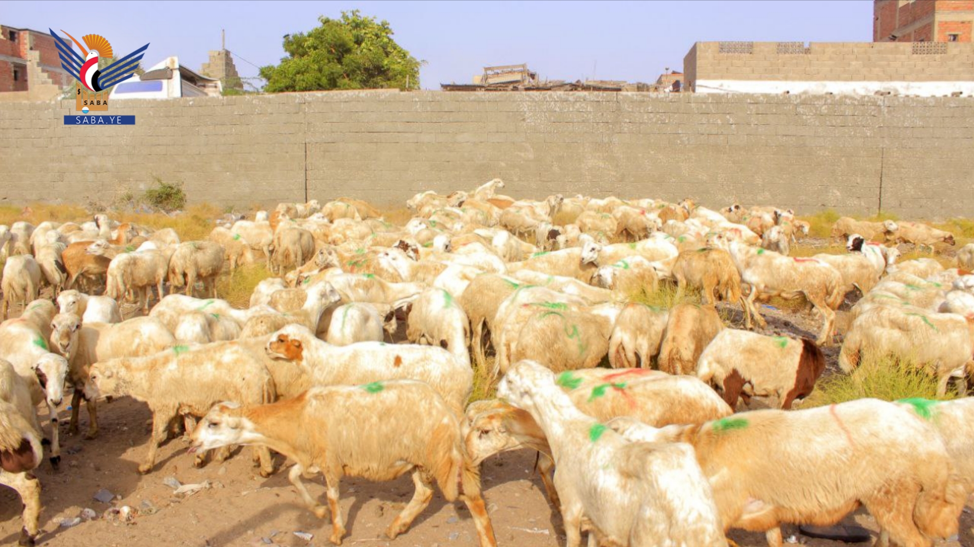 'الحديدة' تسيّر قافلة عيدية للمرابطين في جبهة الساحل الغربي