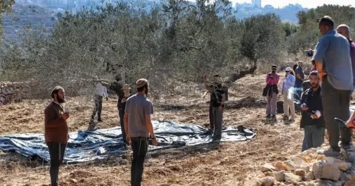 العدو الإسرائيلي ومستوطنوه يمنعون الفلسطينيين من قطف الزيتون في ترمسعيا شمال شرق رام الله