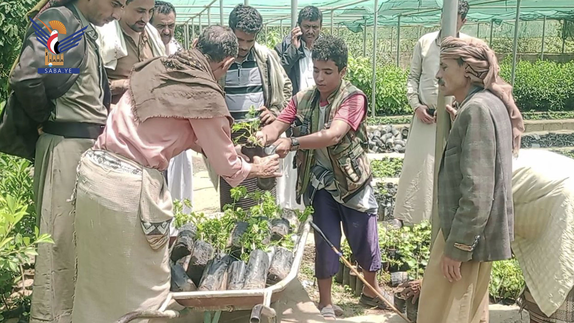 توزيع وزراعة 4500 شتلة فاكهة في مديرية جبل الشرق بذمار