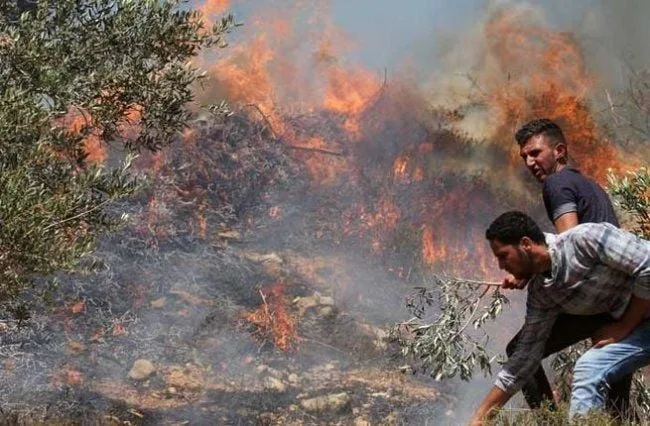 19 اعتداءً صهيونياً على قاطفي الزيتون في 6 محافظات بالضفة خلال 12 ساعة