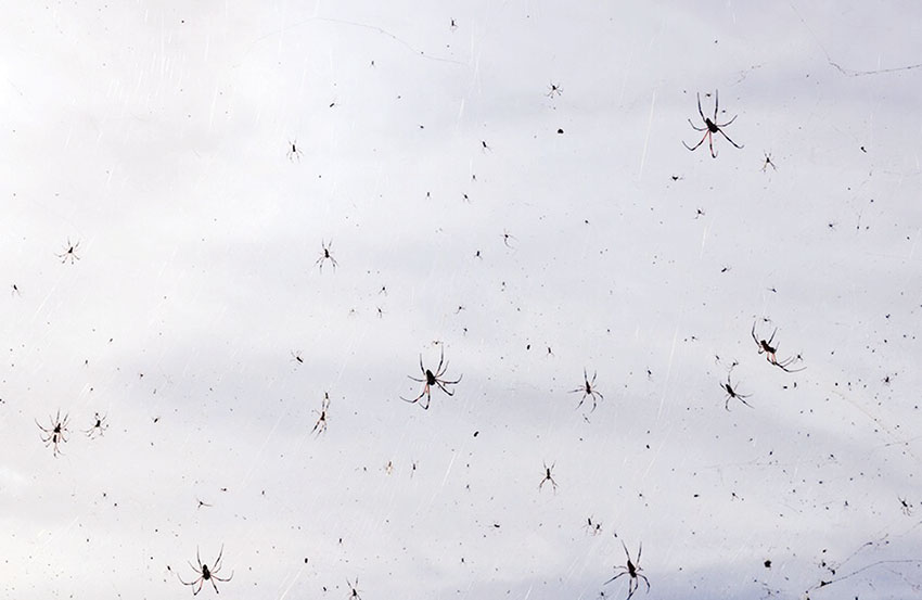 البرازيل تشهد ظاهرة غير مسبوقة عناكب تتساقط من السماء وعلماء يفسرون السبب البرازيل تشهد ظاهرة غير مسبوقة عناكب تتساقط من السماء وعلماء يفسرون السبب