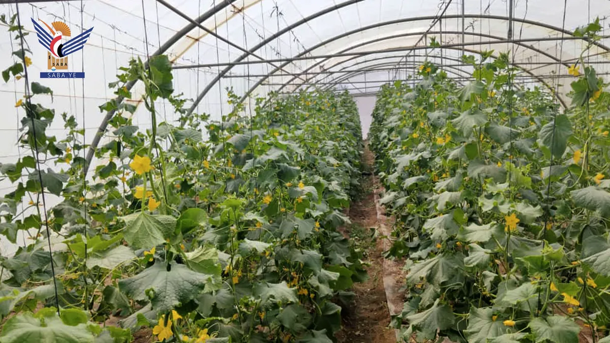 نجاح تجربة رائدة لزراعة الخيار العضوي الخالي من المبيدات في صنعاء ​