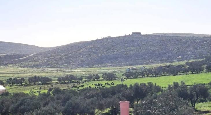 مستوطنون صهاينة يطلقون أغنامهم في أراضي سنجل شمال رام الله 