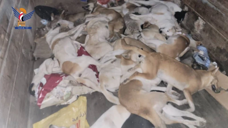 تنفيذ حملة لمكافحة الكلاب الضالة في مدينتي البيضاء ورداع