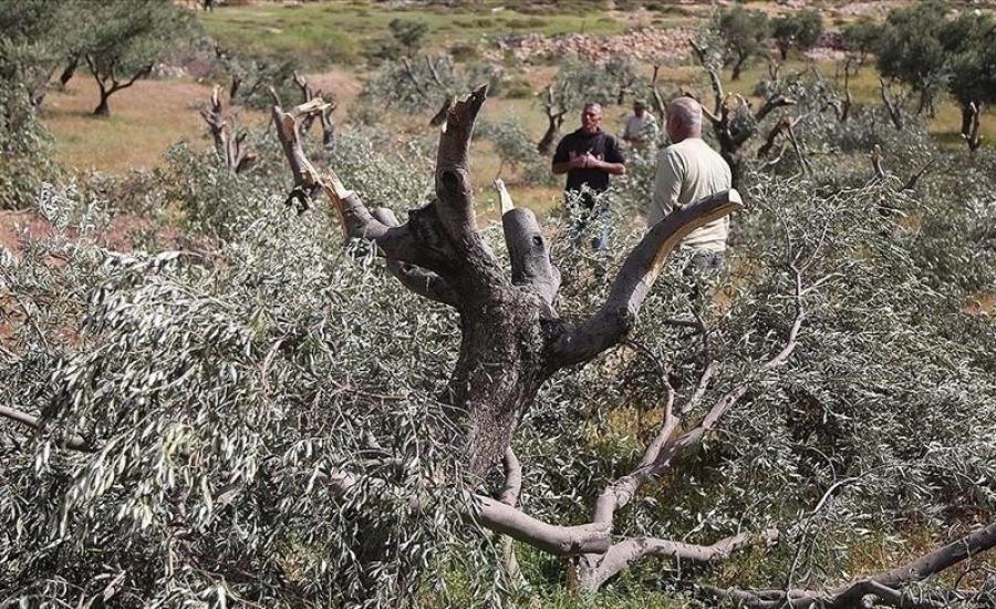 مستوطنون صهاينة يقطعون أكثر من 100 شجرة زيتون غرب سلفيت ويعتدون على المزارعين