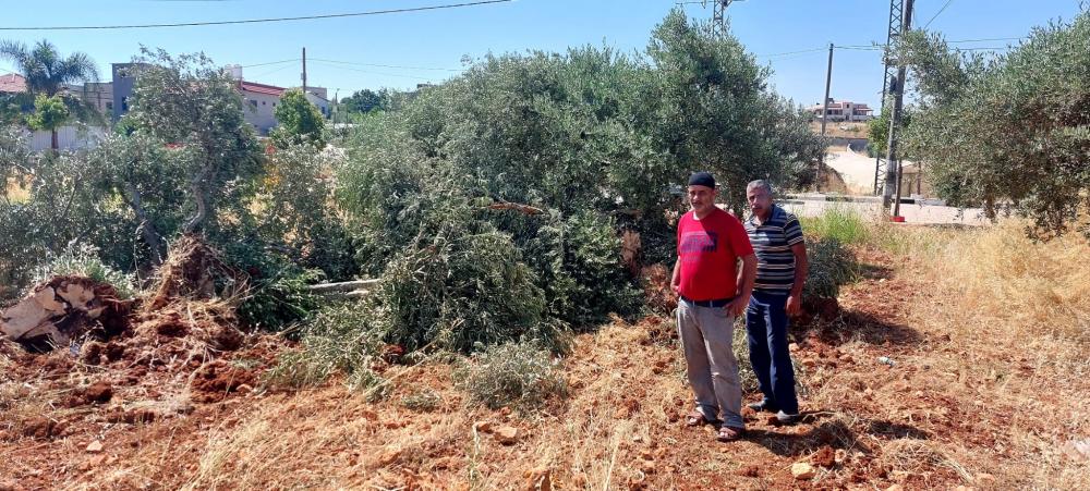 مستوطنون يعتدون على ممتلكات الفلسطينيين في جنين والخليل