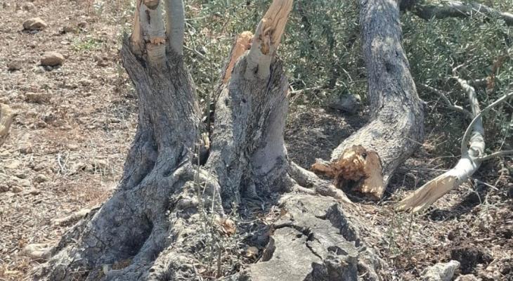 مستوطنون صهاينة يقطعون أشجارا ويهاجمون رعاةً جنوب الخليل