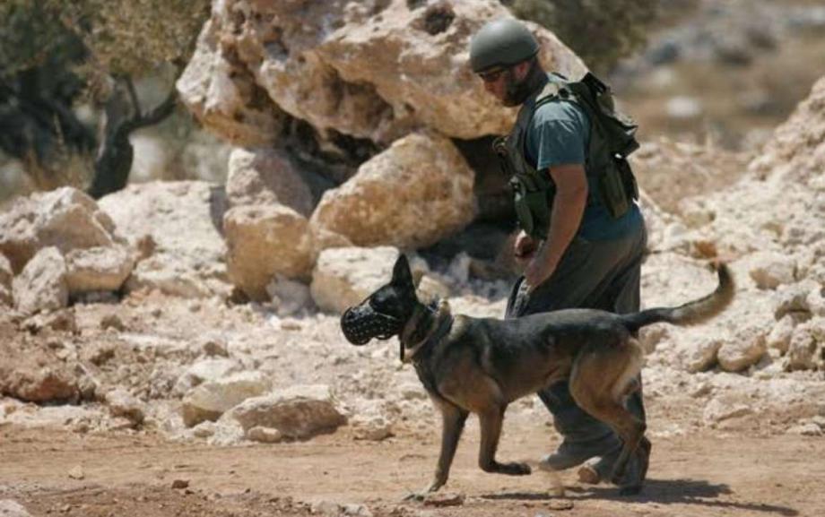 "الاورومتوسطي":صادرات الكلاب العسكرية لـ"إسرائيل" تضع هولندا في موقع التواطؤ
