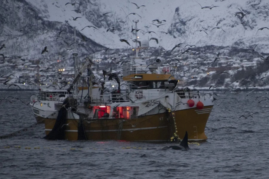 دراسة: الصيد بشباك الجر في القاع مكلف بيئيا واقتصاديا دراسة: الصيد بشباك الجر في القاع مكلف بيئيا واقتصاديا