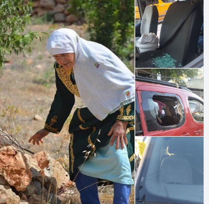 مستوطنون يهاجمون قاطفي الزيتون جنوب نابلس وشرق بيت لحم