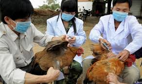 إنفلونزا الطيور تغزو اليابان وكوريا الجنوبية.. والإعدامات بالملايين!
