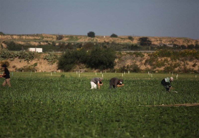 قوات الاحتلال الإسرائيلي تستهدف أراضي الفلسطينيين شرق خانيونس قوات الاحتلال الإسرائيلي تستهدف أراضي الفلسطينيين شرق خانيونس