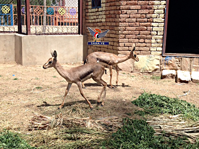 غزال الريم في صنعاء غزال الريم في صنعاء